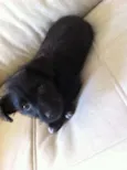 tuti