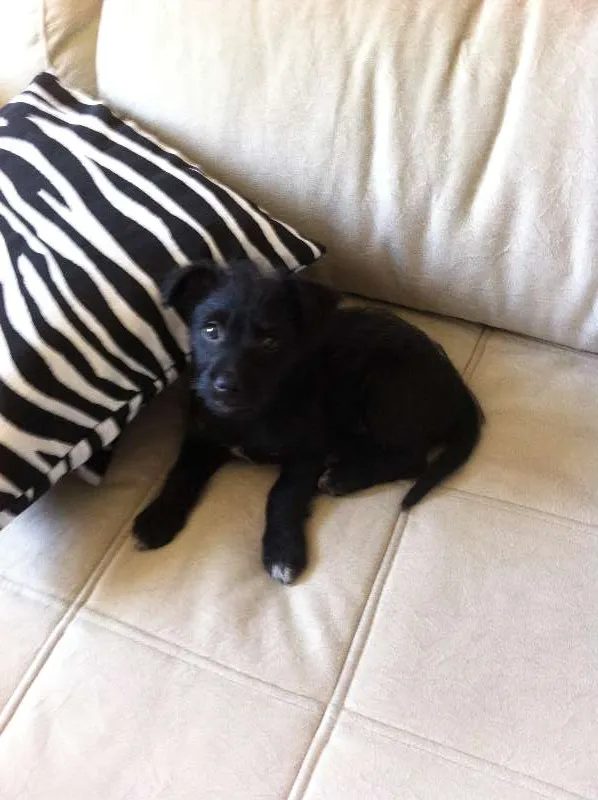 Cachorro ra a SRD idade Abaixo de 2 meses nome tuti