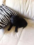 tuti