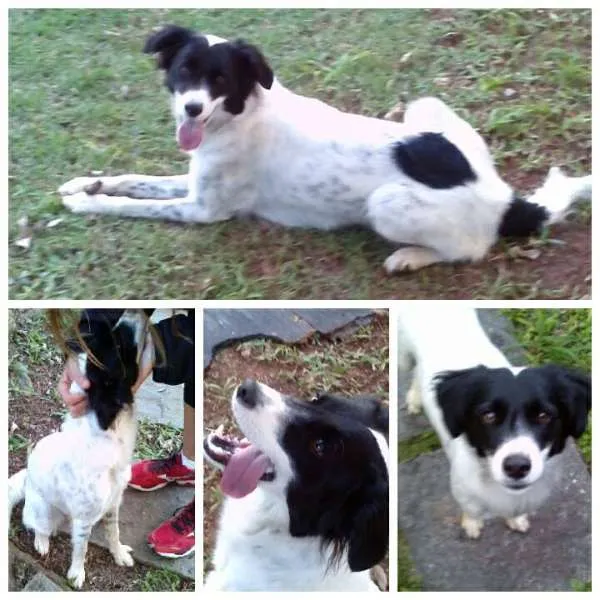 Cachorro ra a vira-lata (com parte border collie) idade 2 anos nome Nina