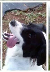 Cachorro ra a vira-lata (com parte border collie) idade 2 anos nome Nina