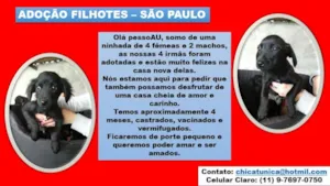 Cachorro raça SRD idade 2 a 6 meses nome Eles