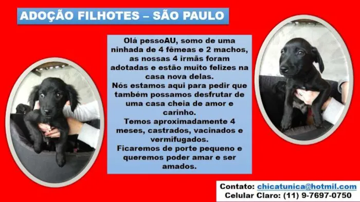 Cachorro ra a SRD idade 2 a 6 meses nome Eles