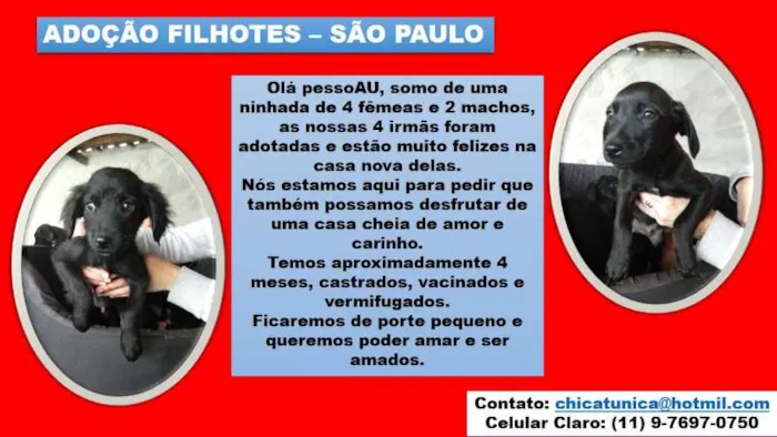Cachorro ra a SRD idade 2 a 6 meses nome Eles