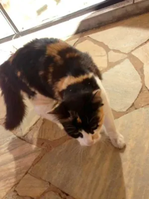 Gato raça  idade 1 ano nome MIMA