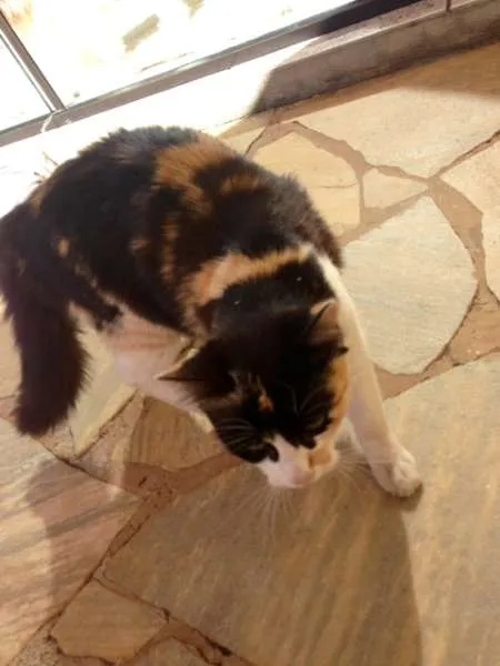 Gato ra a  idade 1 ano nome MIMA