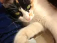 MIMA