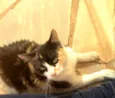 MIMA