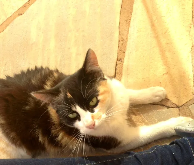 Gato ra a  idade 1 ano nome MIMA