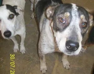 Cachorro raça SRD idade 7 a 11 meses nome Rabicota 