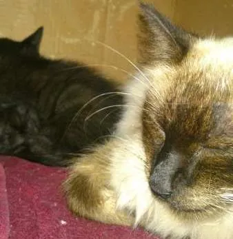Gato ra a SRD idade Abaixo de 2 meses nome Rebecca, Julius e D