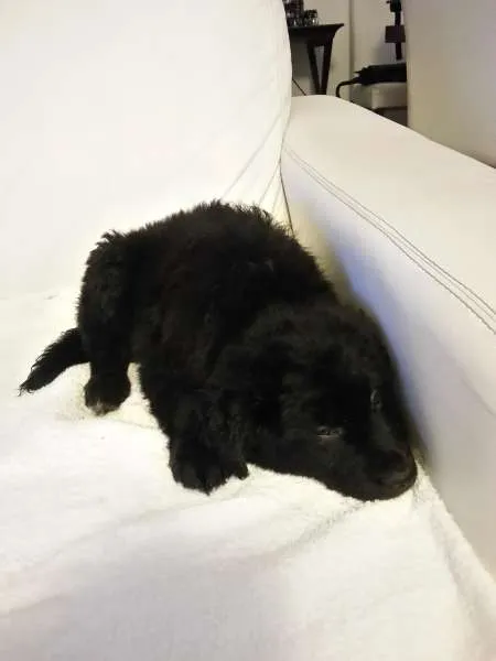 Cachorro ra a SRD idade 2 a 6 meses nome Fofão