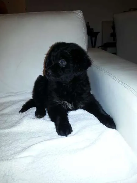 Cachorro ra a SRD idade 2 a 6 meses nome Fofão