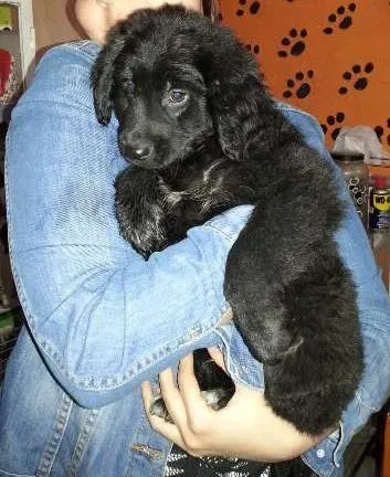 Cachorro ra a SRD idade 2 a 6 meses nome Fofão