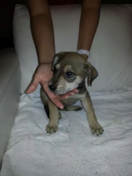 Cachorro ra a SRD idade 2 a 6 meses nome Máscara