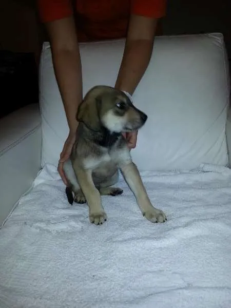 Cachorro ra a SRD idade 2 a 6 meses nome Máscara