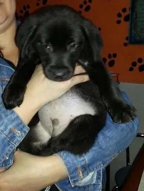 Cachorro ra a SRD idade 2 a 6 meses nome Tímido
