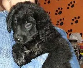Cachorro raça SRD idade 2 a 6 meses nome Fofão
