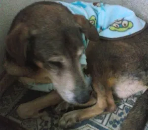 Cachorro raça SRD idade 6 ou mais anos nome thor