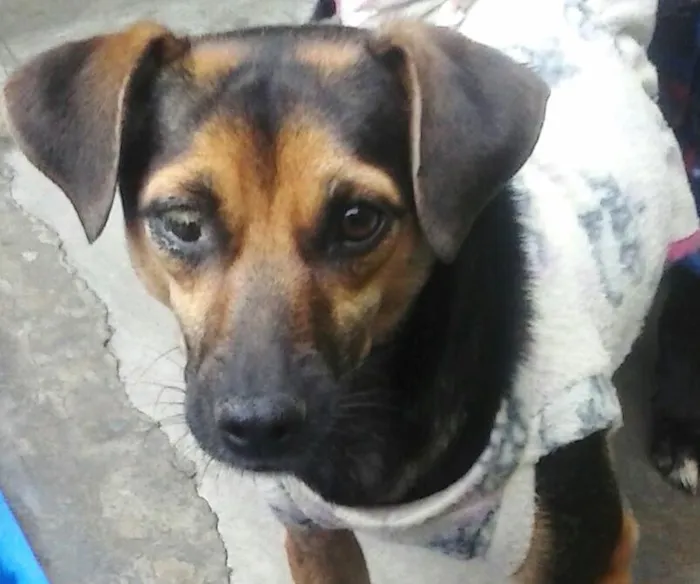 Cachorro ra a SRD idade 1 ano nome Bombom