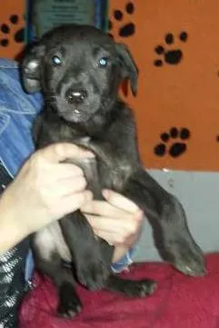 Cachorro ra a SRD idade 2 a 6 meses nome Feliz