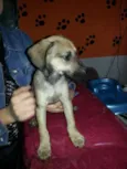 Dinho