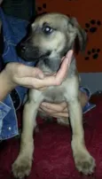 Dinho