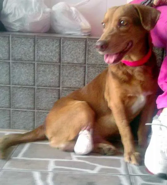 Cachorro raça SRD idade 4 anos nome Hércules