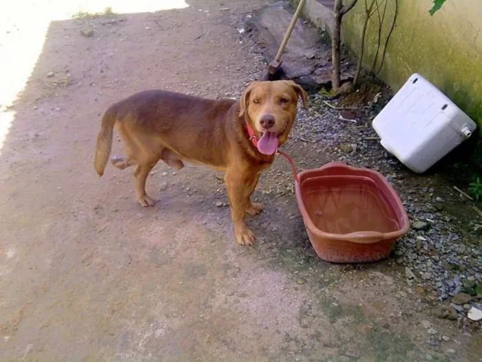 Cachorro raça SRD idade 4 anos nome Hércules