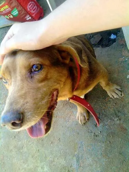 Cachorro raça SRD idade 4 anos nome Hércules