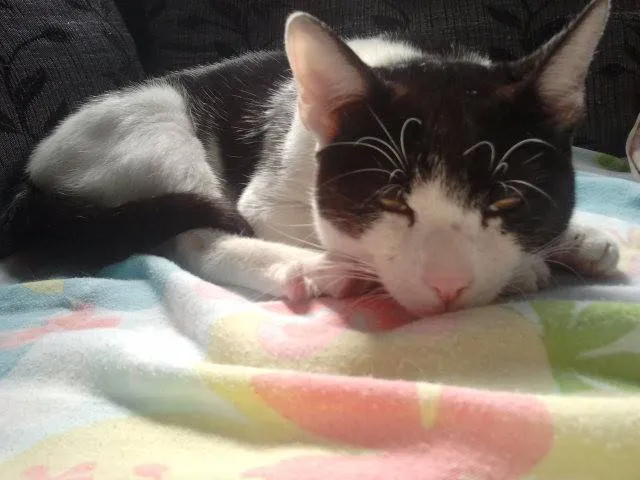 Gato raça SRD idade 1 ano nome Frajola