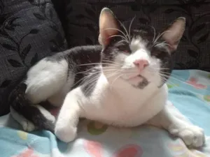 Gato raça SRD idade 1 ano nome Frajola