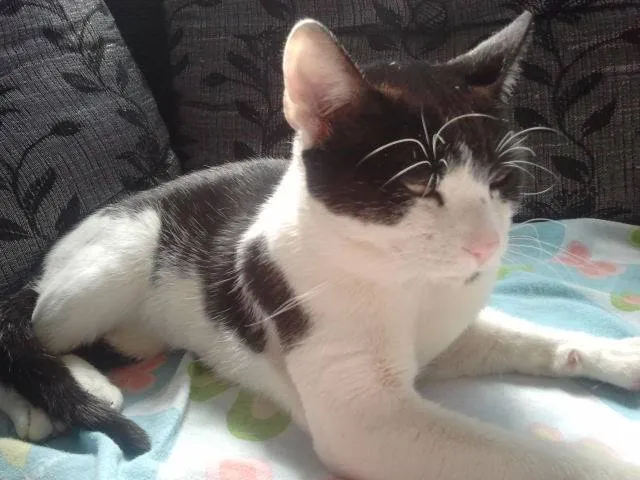 Gato raça SRD idade 1 ano nome Frajola