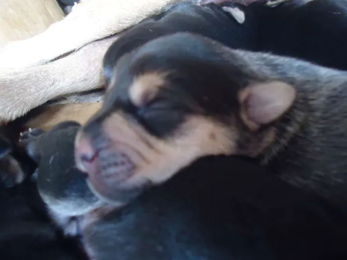 Cachorro raça MESTIÇO idade Abaixo de 2 meses nome Wesley, Calvino, Cl