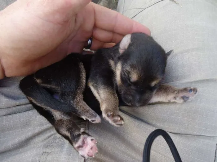 Cachorro raça MESTIÇO idade Abaixo de 2 meses nome Wesley, Calvino, Cl