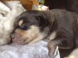 Cachorro raça MESTIÇO idade Abaixo de 2 meses nome Wesley, Calvino, Cl