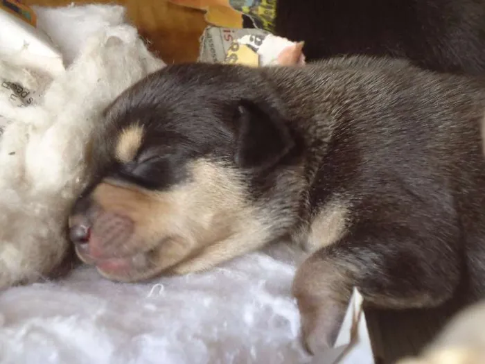 Cachorro raça MESTIÇO idade Abaixo de 2 meses nome Wesley, Calvino, Cl