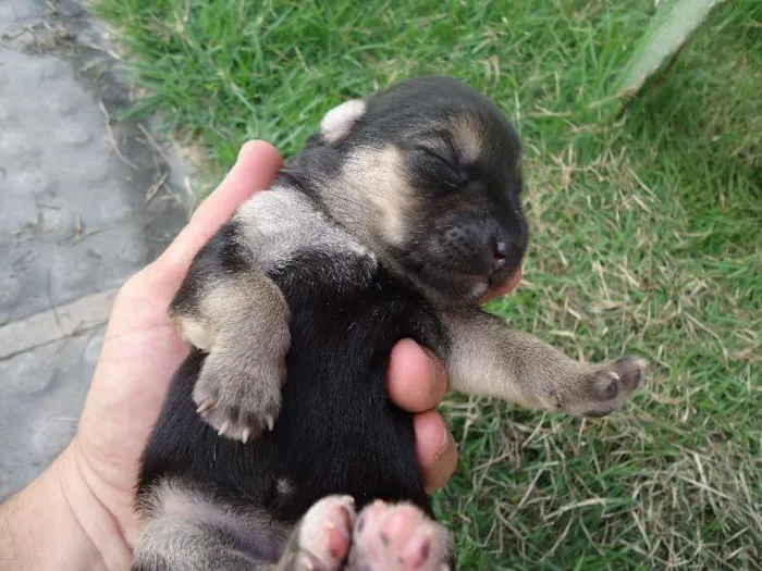 Cachorro raça MESTIÇO idade Abaixo de 2 meses nome Wesley, Calvino, Cl