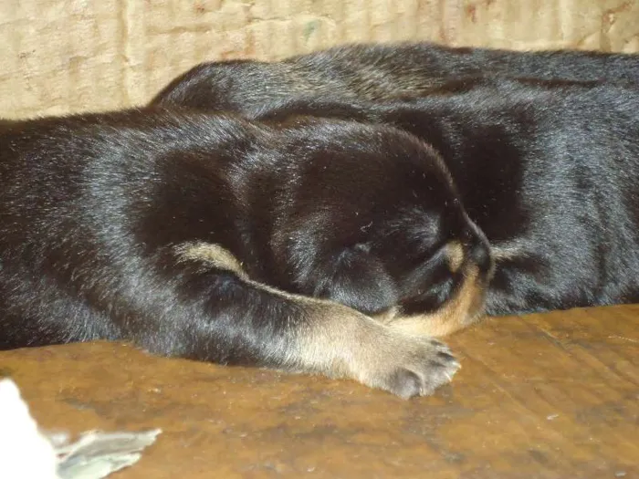 Cachorro raça MESTIÇO idade Abaixo de 2 meses nome Wesley, Calvino, Cl