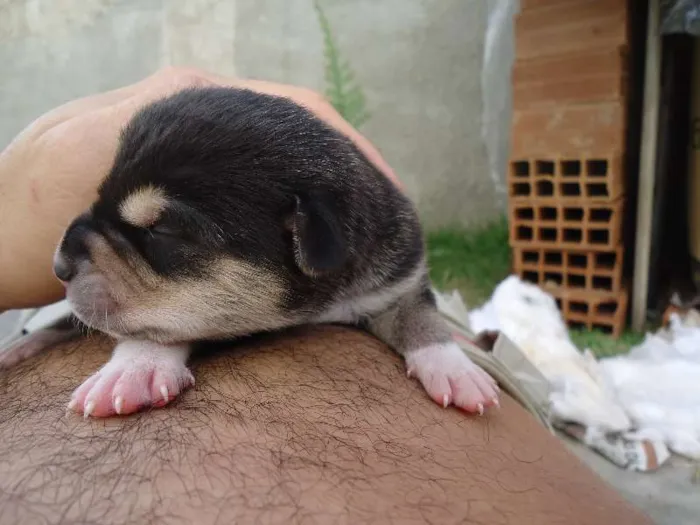 Cachorro raça MESTIÇO idade Abaixo de 2 meses nome Wesley, Calvino, Cl