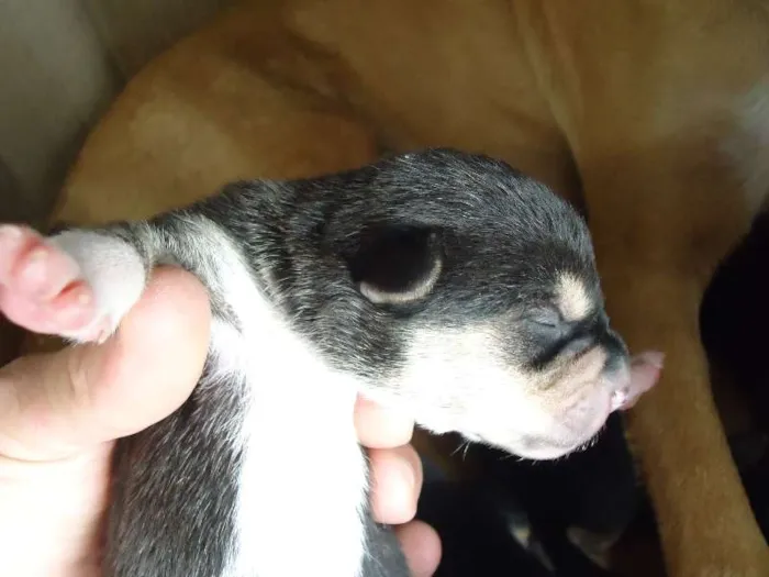 Cachorro raça MESTIÇO idade Abaixo de 2 meses nome Wesley, Calvino, Cl
