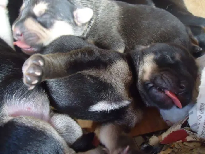 Cachorro raça MESTIÇO idade Abaixo de 2 meses nome Wesley, Calvino, Cl