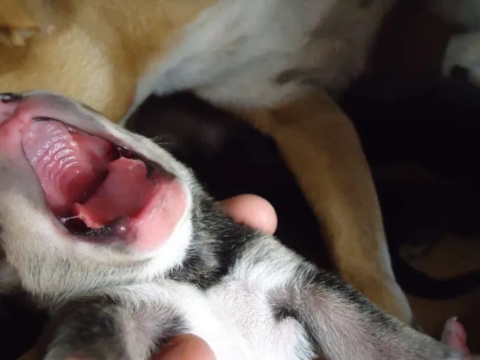 Cachorro raça MESTIÇO idade Abaixo de 2 meses nome Wesley, Calvino, Cl