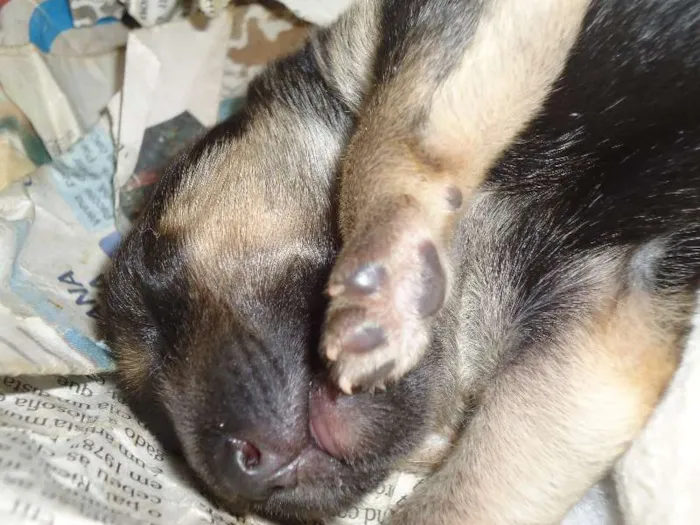 Cachorro raça MESTIÇO idade Abaixo de 2 meses nome Wesley, Calvino, Cl