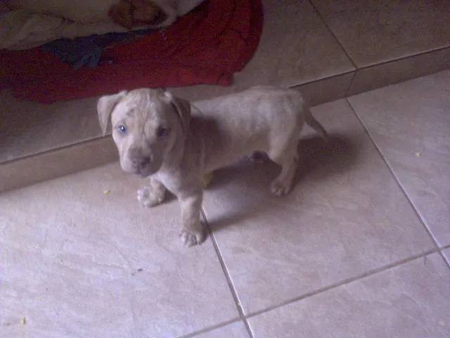 Cachorro ra a SRD idade Abaixo de 2 meses nome FILHOTE (SEM NOME)