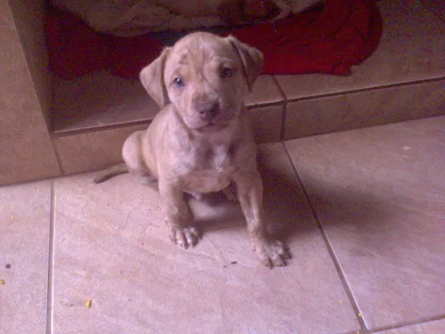 Cachorro ra a SRD idade Abaixo de 2 meses nome FILHOTE (SEM NOME)