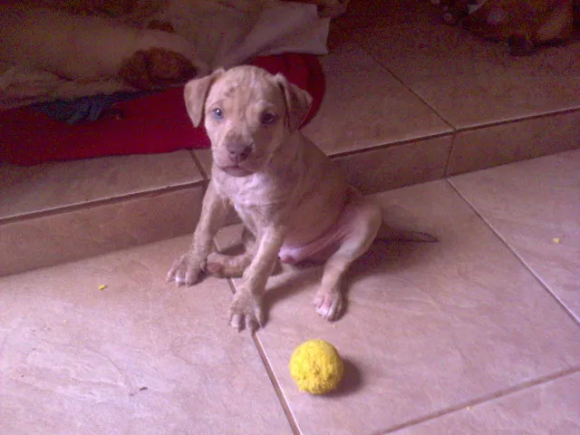 Cachorro ra a SRD idade Abaixo de 2 meses nome FILHOTE (SEM NOME)