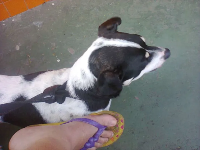 Cachorro raça Nao definida idade 7 a 11 meses nome Nina