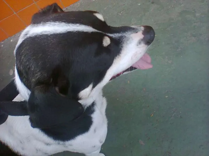 Cachorro raça Nao definida idade 7 a 11 meses nome Nina