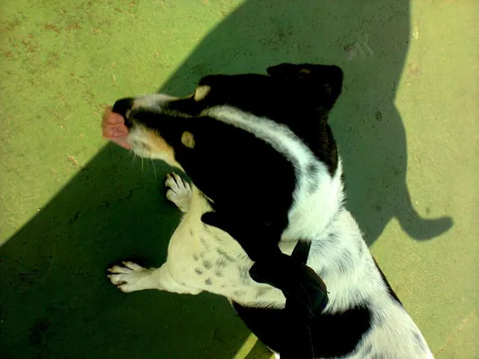 Cachorro raça Nao definida idade 7 a 11 meses nome Nina